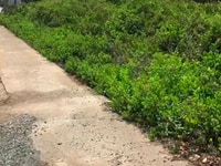 Bán đất thổ cư giá rẻ đường An Thới Đông, Cần Giờ Bán đất thổ cư giá rẻ đường An Thới Đông, Cần Giờ