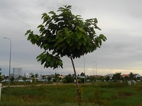 Cần sang nhượng gấp lại lô đất nền có vị trí rất đẹp, nằm ngay TT Thừa Cần sang nhượng gấp lại lô đất nền có vị trí rất đẹp, nằm ngay TT Thừa