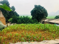 Chính Chủ Bán 500m2 Đất Thôn Đồi Miễu, Nam Phương Tiến, Chương Mỹ. Chính Chủ Bán 500m2 Đất Thôn Đồi Miễu, Nam Phương Tiến, Chương Mỹ.