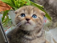 Aln dưa hấu, Tabby tai cụp form đẹp Aln dưa hấu, Tabby tai cụp form đẹp