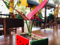Lô đất quá đẹp để đầu tư XD toà căn hộ cho thuê Lô đất quá đẹp để đầu tư XD toà căn hộ cho thuê