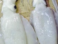 Chuyên cung cấp các mặt hàng hải sản tươi sống Chuyên cung cấp các mặt hàng hải sản tươi sống
