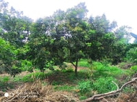 Bán đất vườn chôm chôm 12400m2 có suối DT 769, Thống Nhất, Đồng Nai!!! Bán đất vườn chôm chôm 12400m2 có suối DT 769, Thống Nhất, Đồng Nai!!!