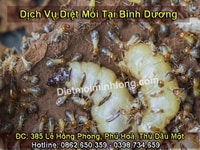 Dịch Vụ Diệt Mối Bình Dương - Uy Tín - Tận Tâm - Chuyên Nghiệp Dịch Vụ Diệt Mối Bình Dương - Uy Tín - Tận Tâm - Chuyên Nghiệp