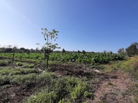 Bán 4218 m2 vườn rau xã Lâm San, đường betong ôtô , giá 420tr/sào Bán 4218 m2 vườn rau xã Lâm San, đường betong ôtô , giá 420tr/sào