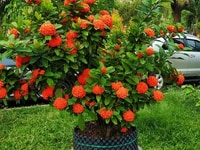 Cây trang sen thái đang hoa - Bonsai Tâm An Cây trang sen thái đang hoa - Bonsai Tâm An