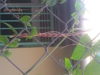 Đâu bún tím đang ra trái. Nhiều hoa Đâu bún tím đang ra trái. Nhiều hoa