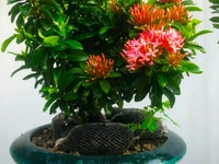 Cây trang hồng phấn - Bonsai Tâm An Cây trang hồng phấn - Bonsai Tâm An