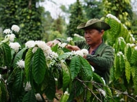Tiêu hạt khô đặc biệt tây nguyên Tiêu hạt khô đặc biệt tây nguyên