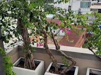 Mặt tiền trung tâm Tân Phú, 80m2 , 7 tầng giá chỉ nhỉnh 120tr/m2 Mặt tiền trung tâm Tân Phú, 80m2 , 7 tầng giá chỉ nhỉnh 120tr/m2