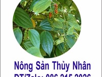Tiêu khô nhà trồng chất lượng đảm bảo Tiêu khô nhà trồng chất lượng đảm bảo