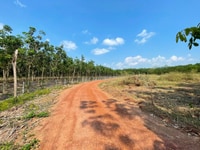 Đất an phú bình phước giá rẻ sổ sẵn 1000m2 Đất an phú bình phước giá rẻ sổ sẵn 1000m2