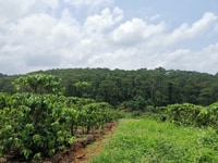 Đất view đồi nghỉ dưỡng và đầu tư chính chủ giá rẻ Đất view đồi nghỉ dưỡng và đầu tư chính chủ giá rẻ