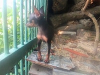 Phốc hươu cái màu đen vàng 2 tháng rưỡi tuổi Phốc hươu cái màu đen vàng 2 tháng rưỡi tuổi