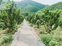 Bán đất vườn cây hàng năm khánh thành – khánh vĩnh Bán đất vườn cây hàng năm khánh thành – khánh vĩnh
