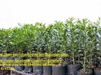 Bán cây chanh Thái Lan giống tại Thủ Đức HCM Bán cây chanh Thái Lan giống tại Thủ Đức HCM