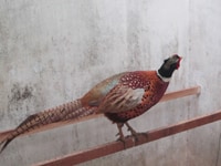 Bán chim trỉ đỏ khoan cổ tại TP Buôn ma Thuột,T Đaklak Bán chim trỉ đỏ khoan cổ tại TP Buôn ma Thuột,T Đaklak