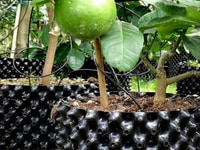 Bầu ươm cây ECOPOT tặng kèm 100 ốc vít Bầu ươm cây ECOPOT tặng kèm 100 ốc vít