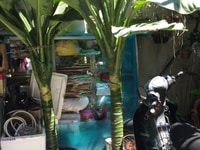 Cây Đại Phú Gia ,to ,đẹp ,xanh tươi ,giá yêu thương Cây Đại Phú Gia ,to ,đẹp ,xanh tươi ,giá yêu thương