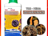 Săn Tuyến Trùng Rễ TKS – NEMA ( CHAI 1 LÍT ) Săn Tuyến Trùng Rễ TKS – NEMA ( CHAI 1 LÍT )