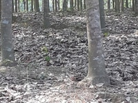 Chính Chủ Bán Đất Giá Rẻ Xã Đồng Tiến H. Đồng Phú Bình Phước 14670m² Chính Chủ Bán Đất Giá Rẻ Xã Đồng Tiến H. Đồng Phú Bình Phước 14670m²