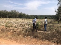 Cần bán gấp lô đất nông nghiệp Cần bán gấp lô đất nông nghiệp