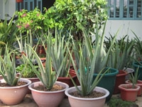 Bán Giống nha đam mỹ nha đam thái trồng chậu Bán Giống nha đam mỹ nha đam thái trồng chậu