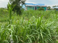 Bán Đất 500m(22x22) MT lộ 2,5m Tân Phú Đông Bán Đất 500m(22x22) MT lộ 2,5m Tân Phú Đông
