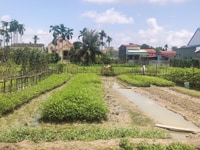 Bán đất Thù Du Minh Tân Kiến Thụy Hải Phòng diện tích 100m2 Bán đất Thù Du Minh Tân Kiến Thụy Hải Phòng diện tích 100m2
