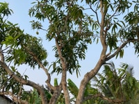 Đất hai mặt tiền hẻm ( đất Chính chủ ) Đất hai mặt tiền hẻm ( đất Chính chủ )