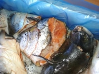 Đầu cá hồi cắt nhập có giấy tờ Đầu cá hồi cắt nhập có giấy tờ