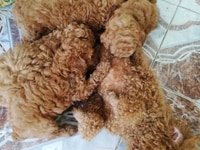 Tìm nhà mới cho các bé 4đực 2cái Tìm nhà mới cho các bé 4đực 2cái