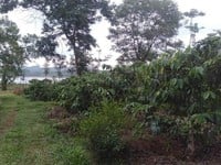2000m2 đất giáp hồ thanh hà xã Đức Minh huyện đắk mil tỉnh Đăk nông 2000m2 đất giáp hồ thanh hà xã Đức Minh huyện đắk mil tỉnh Đăk nông