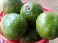 Bơ Bouth nhà trồng tại Gia Lai, tìm nguồn tiêu thụ. Bơ Bouth nhà trồng tại Gia Lai, tìm nguồn tiêu thụ.