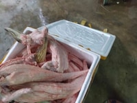 Thịt Cá Sấu Nguyên Con cho anh chi em bạn bè nhâu mùa covid Thịt Cá Sấu Nguyên Con cho anh chi em bạn bè nhâu mùa covid