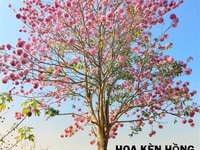 Cần bán gấp 200m vườn đường Lý Thái Tổ tp Bảo Lộc sổ hồng Cần bán gấp 200m vườn đường Lý Thái Tổ tp Bảo Lộc sổ hồng