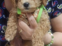 Chó nhà đẻ....Poodle thuần chủng Chó nhà đẻ....Poodle thuần chủng