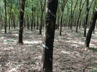 Bán 10,6 Ha cao su đang cho mủ mặt tiền đường đất 1200m Bán 10,6 Ha cao su đang cho mủ mặt tiền đường đất 1200m