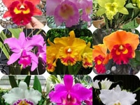 Cattleya còn rất nhiều Dòng 1 lá đang mèo nụ Giá #250k 1 chậu Cattleya còn rất nhiều Dòng 1 lá đang mèo nụ Giá #250k 1 chậu