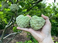 Cần bán vườn cây trồng gần biển Lộc An và Sân Bay Hồ Tràm giá rẻ Cần bán vườn cây trồng gần biển Lộc An và Sân Bay Hồ Tràm giá rẻ