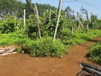3 mẫu 5 vườn cà phê tiêu đang thu đất đỏ Bazan có nhà 3 mẫu 5 vườn cà phê tiêu đang thu đất đỏ Bazan có nhà