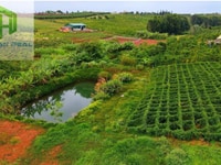 Đất biệt thự vườn nghỉ dưỡng Thành Phố Bảo Lộc Đất biệt thự vườn nghỉ dưỡng Thành Phố Bảo Lộc