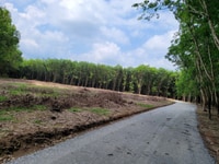 Đất Bình Phước, H.Đồng Phú, Diện tích 600m2, Giá tốt: 400triệu/lô. Đất Bình Phước, H.Đồng Phú, Diện tích 600m2, Giá tốt: 400triệu/lô.