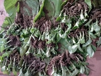 Của địa là hoa đẹp và thơm . Dễ trồng Của địa là hoa đẹp và thơm . Dễ trồng