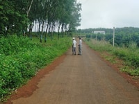 12000m2 vườn cao su đang thu mặt tiền đường nhựa 100m 12000m2 vườn cao su đang thu mặt tiền đường nhựa 100m
