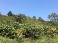 Bán đất xã Tân châu tt di linh lâm đồng giá tốt Bán đất xã Tân châu tt di linh lâm đồng giá tốt