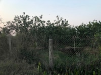 Bán Đất MT XãPhú An Hòa - Huyện Châu Thành - Bến Tre Bán Đất MT XãPhú An Hòa - Huyện Châu Thành - Bến Tre