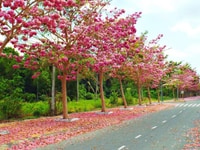 Bán đất thổ cư Bảo Lộc, có sổ riêng, view đẹp Bán đất thổ cư Bảo Lộc, có sổ riêng, view đẹp