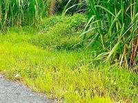 Bán đất mặt tiền 173, xã Sơn Đông, Tp. bến Tre Bán đất mặt tiền 173, xã Sơn Đông, Tp. bến Tre