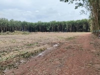 Bán đất Tp Đồng Xoài tân Thiện tỉnh Bình Phước Bán đất Tp Đồng Xoài tân Thiện tỉnh Bình Phước
